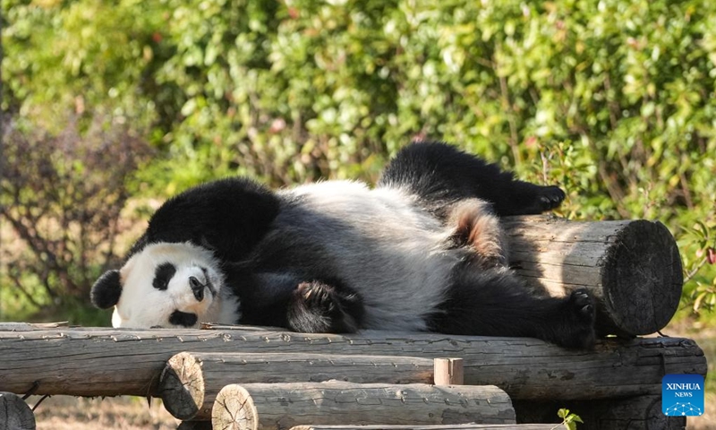 Giant panda Tuan Zi takes a sunbathing at a wildlife zoo in Tangshan tourist resort in Nanjing, east China's Jiangsu Province, Dec. 1, 2024. Seven giant pandas, all of them guests from the China Conservation and Research Center for Giant Pandas, have attracted thousands of eyes as they enjoyed food and sunshine in public on a warm winter day. Photo: Xinhua