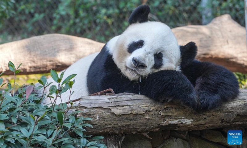 Giant panda Fu Hu slobbers while napping at a wildlife zoo in Tangshan tourist resort in Nanjing, east China's Jiangsu Province, Dec. 1, 2024. Seven giant pandas, all of them guests from the China Conservation and Research Center for Giant Pandas, have attracted thousands of eyes as they enjoyed food and sunshine in public on a warm winter day. Photo: Xinhua