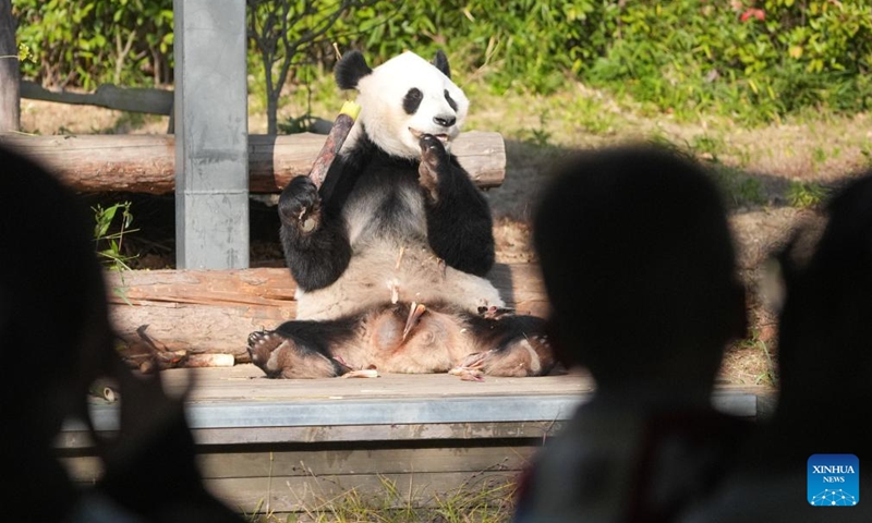 Giant panda Fu Ban feeds on bamboo at a wildlife zoo in Tangshan tourist resort in Nanjing, east China's Jiangsu Province, Dec. 1, 2024. Seven giant pandas, all of them guests from the China Conservation and Research Center for Giant Pandas, have attracted thousands of eyes as they enjoyed food and sunshine in public on a warm winter day. Photo: Xinhua