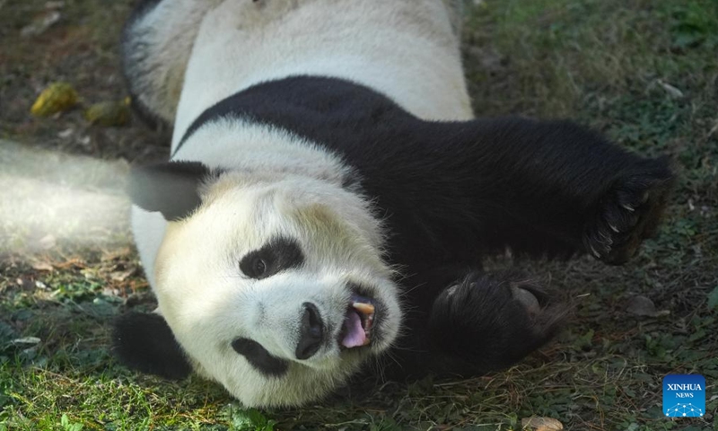 Giant panda Fu Bao stretches itself at a wildlife zoo in Tangshan tourist resort in Nanjing, east China's Jiangsu Province, Dec. 1, 2024. Seven giant pandas, all of them guests from the China Conservation and Research Center for Giant Pandas, have attracted thousands of eyes as they enjoyed food and sunshine in public on a warm winter day. Photo: Xinhua