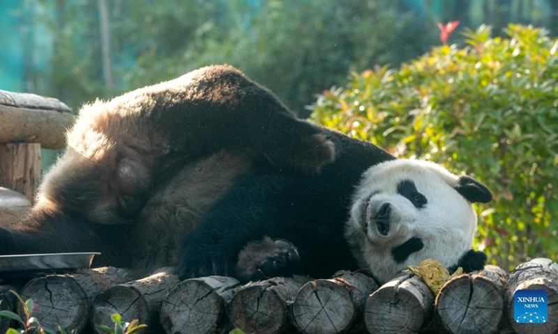 Giant panda Shen Wei takes a sunbathing at a wildlife zoo in Tangshan tourist resort in Nanjing, east China's Jiangsu Province, Dec. 1, 2024. Seven giant pandas, all of them guests from the China Conservation and Research Center for Giant Pandas, have attracted thousands of eyes as they enjoyed food and sunshine in public on a warm winter day. Photo: Xinhua