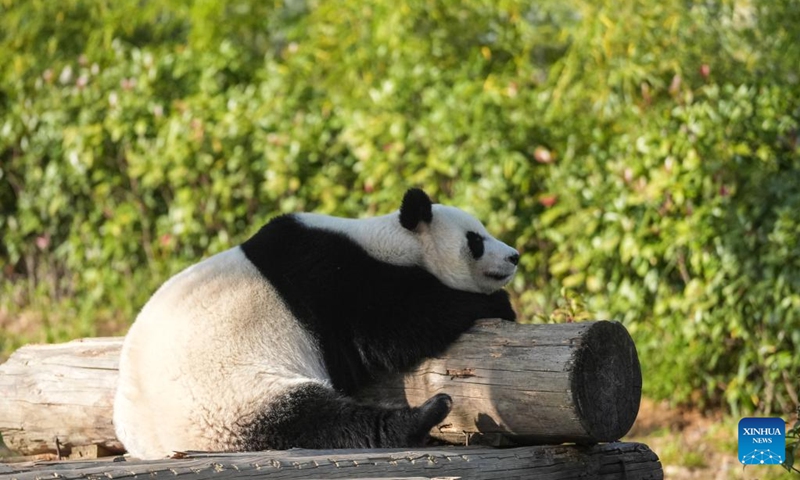 Giant panda Tuan Zi takes a sunbathing at a wildlife zoo in Tangshan tourist resort in Nanjing, east China's Jiangsu Province, Dec. 1, 2024. Seven giant pandas, all of them guests from the China Conservation and Research Center for Giant Pandas, have attracted thousands of eyes as they enjoyed food and sunshine in public on a warm winter day. Photo: Xinhua