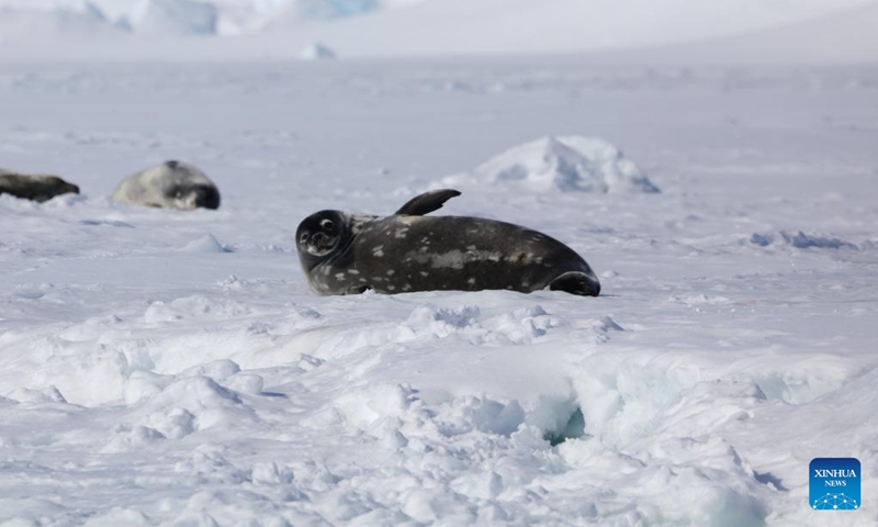 This photo taken on Dec. 1, 2024 shows seals near China's Zhongshan Station in Antarctica. The overwintering squad of China's 40th Antarctic expedition team has been stationed at Zhongshan Station, a Chinese research base in Antarctica, for a year. Now, as their mission in Antarctica is coming to an end, the squad members are preparing to return home after completing the handover with the newly dispatch of China's Antarctic expedition team. (Photo: Xinhua)