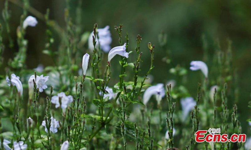 A new plant species is discovered at a nature reserve in Longling County of Baoshan, southwest China's Yunnan Province. (Photo: China News Service)