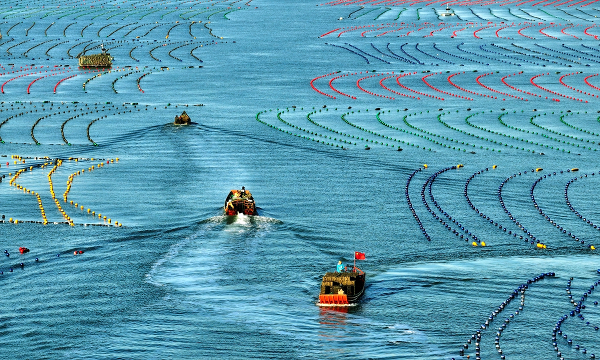 Farmers harvest abalone at the abalone farming area in Ailun Bay in Rongcheng, East China’s Shandong Province, on December 3, 2024. The coastal waters of Rongcheng are clean, making it a major production area for abalone in northern China. Photo: IC