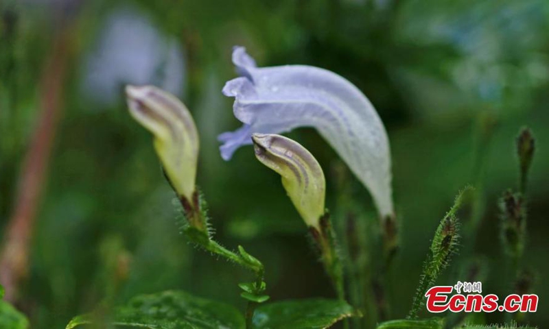 A new plant species is discovered at a nature reserve in Longling County of Baoshan, southwest China's Yunnan Province. (Photo: China News Service)