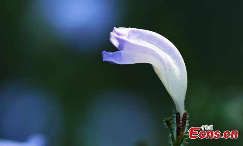 A new plant species is discovered at a nature reserve in Longling County of Baoshan, southwest China's Yunnan Province. (Photo: China News Service)