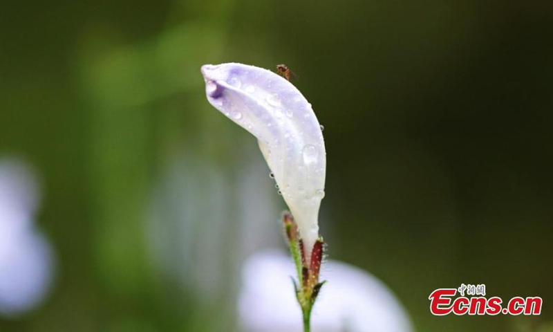 A new plant species is discovered at a nature reserve in Longling County of Baoshan, southwest China's Yunnan Province. (Photo: China News Service)