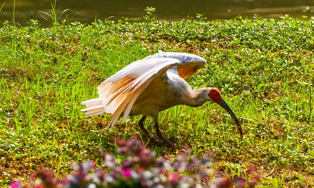 Crested ibises Phto: IC 