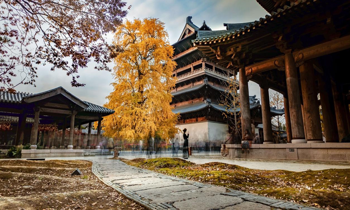 The thousand-year old ginkgo tree in Puyuan Fashion Resort Photo: Courtesy of the People's Government of Puyuan Town