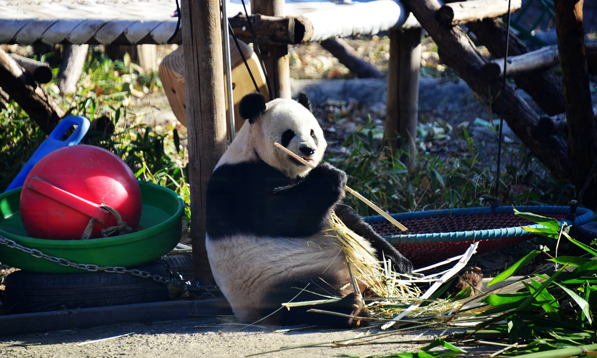 Female giant panda Meng Meng eats bamboo shoot, enjoying a cozy life at the Giant Panda House of Beijing Zoo in Beijing, on December 4, 2024 Photo: VCG