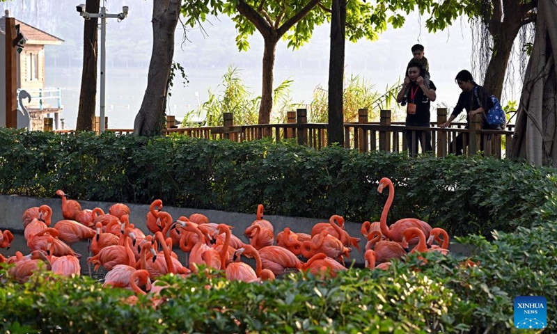 Visitors watch flamingos at a wetland park of the Xinghu Scenic Area in Zhaoqing, south China's Guangdong Province, Dec. 2, 2024. Xinghu is a national 5A-level scenic area, noted for its natural scenery, rich cliff inscriptions since the Tang Dynasty (618-907), and a variety of rare plants and animals. Photo: Xinhua