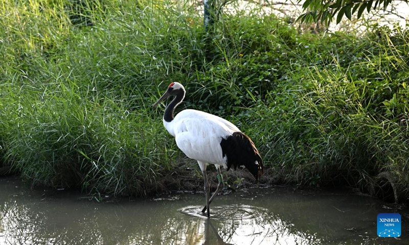 A red-crowned crane is seen at a wetland park of the Xinghu Scenic Area in Zhaoqing, south China's Guangdong Province, Dec. 2, 2024. Xinghu is a national 5A-level scenic area, noted for its natural scenery, rich cliff inscriptions since the Tang Dynasty (618-907), and a variety of rare plants and animals. Photo: Xinhua