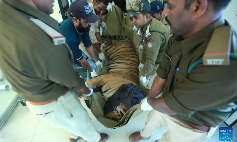 Forest rangers transfer an injured tiger from Bandhavgarh tiger reserve in Bhopal, the capital of India's Madhya Pradesh state, Dec. 3, 2024. The tiger was reportedly injured by poachers at Bandhavgarh tiger reserve. Photo: Xinhua