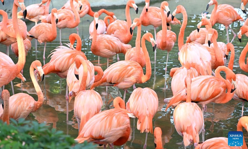 Flamingos are seen at a wetland park of the Xinghu Scenic Area in Zhaoqing, south China's Guangdong Province, Dec. 2, 2024. Xinghu is a national 5A-level scenic area, noted for its natural scenery, rich cliff inscriptions since the Tang Dynasty (618-907), and a variety of rare plants and animals. Photo: Xinhua