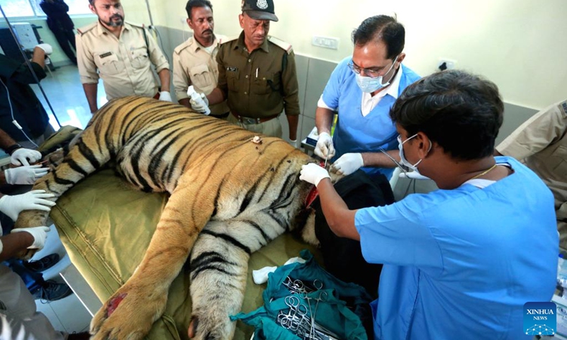 Veterinarians and forest rangers treat an injured tiger from Bandhavgarh tiger reserve in Bhopal, the capital of India's Madhya Pradesh state, Dec. 3, 2024. The tiger was reportedly injured by poachers at Bandhavgarh tiger reserve. Photo: Xinhua