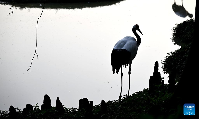 A red-crowned crane is seen at a wetland park of the Xinghu Scenic Area in Zhaoqing, south China's Guangdong Province, Dec. 2, 2024. Xinghu is a national 5A-level scenic area, noted for its natural scenery, rich cliff inscriptions since the Tang Dynasty (618-907), and a variety of rare plants and animals. Photo: Xinhua