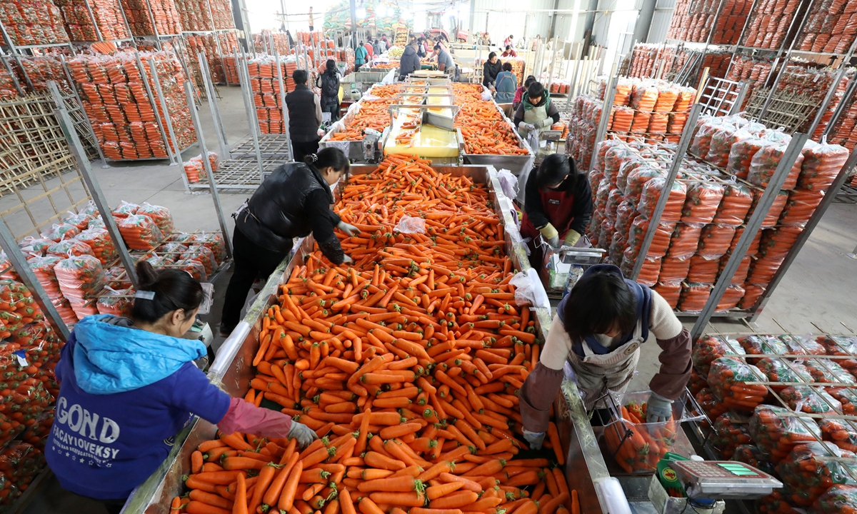 Workers wash and sort carrots in a plant in Jiaozuo, Central China's Henan Province on December 5, 2024. In recent years, Jiaozuo has developed carrot farming in the Yellow River floodplain by adapting to local conditions, introducing new varieties and promoting pollution-free production. With their high quality and yield, vegetable traders from across the country flock to place orders. 
Photo: VCG