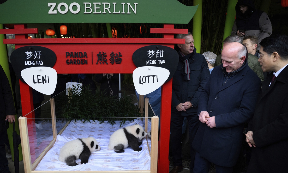 Kai Wegner (2nd from right), Governing Mayor of Berlin, and Deng Hongbo (right), Ambassador of China to Germany, look at the panda twins during the name announcement ceremony in Berlin's Zoological Garden on December 6, 2024. Leni and Lotti are the nicknames of the little pandas at Berlin Zoo. Their official Chinese names are Meng Hao and Meng Tian. Photo: VCG