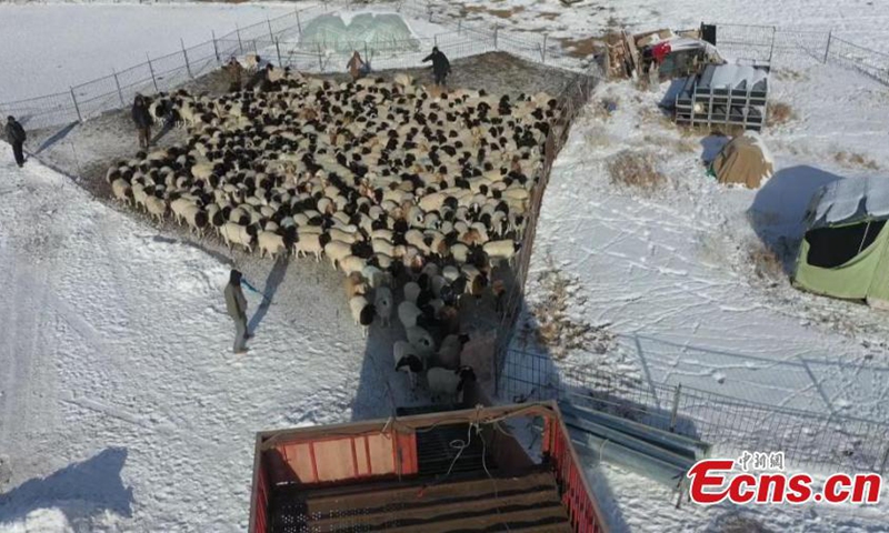 Herders drive livestock on the way to winter pastures on Bayanbulak Grassland in Hejing County, northwest China's Xinjiang Uyghur Autonomous Region. Photo: China News Service


