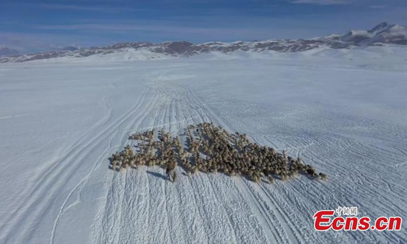 Herders drive livestock on the way to winter pastures on Bayanbulak Grassland in Hejing County, northwest China's Xinjiang Uyghur Autonomous Region. Photo: China News Service


