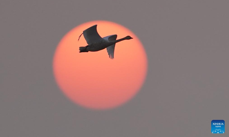 A swan flies in the afterglow of the setting sun over the Wuxing white crane conservation area by the Poyang Lake in Nanchang, east China's Jiangxi Province, on Dec. 4, 2024. Upon the early winter, the Poyang Lake in Jiangxi hails numerous migratory birds including white cranes and swans, which take the lake as their winter habitat. Photo: Xinhua