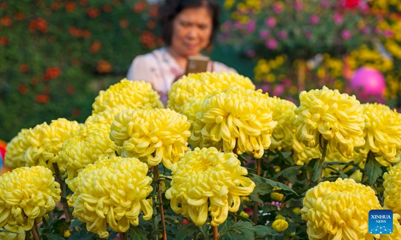 A visitor takes photos at the 2024 Xiaolan chrysanthemum exhibition in Xiaolan Town of Zhongshan City, south China's Guangdong Province, Dec. 5, 2024. The 2024 Xiaolan chrysanthemum exhibition is held here from Nov. 29 to Dec. 18. This year's exhibition will showcase over 1,000 varieties of chrysanthemums. (Photo: Xinhua)