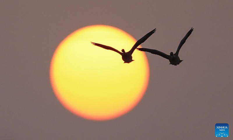 Migrant birds fly in the afterglow of the setting sun over the Wuxing white crane conservation area by the Poyang Lake in Nanchang, east China's Jiangxi Province, on Dec. 4, 2024. Upon the early winter, the Poyang Lake in Jiangxi hails numerous migratory birds including white cranes and swans, which take the lake as their winter habitat. Photo: Xinhua