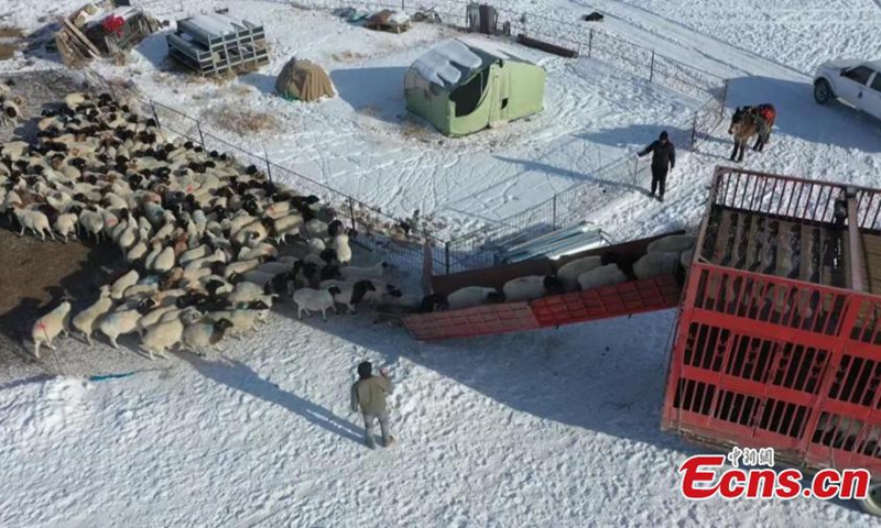 Herders drive livestock on the way to winter pastures on Bayanbulak Grassland in Hejing County, northwest China's Xinjiang Uyghur Autonomous Region. Photo: China News Service


