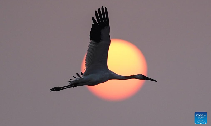 A white crane flies in the afterglow of the setting sun over the Wuxing white crane conservation area by the Poyang Lake in Nanchang, east China's Jiangxi Province, on Dec. 4, 2024. Upon the early winter, the Poyang Lake in Jiangxi hails numerous migratory birds including white cranes and swans, which take the lake as their winter habitat. Photo: Xinhua