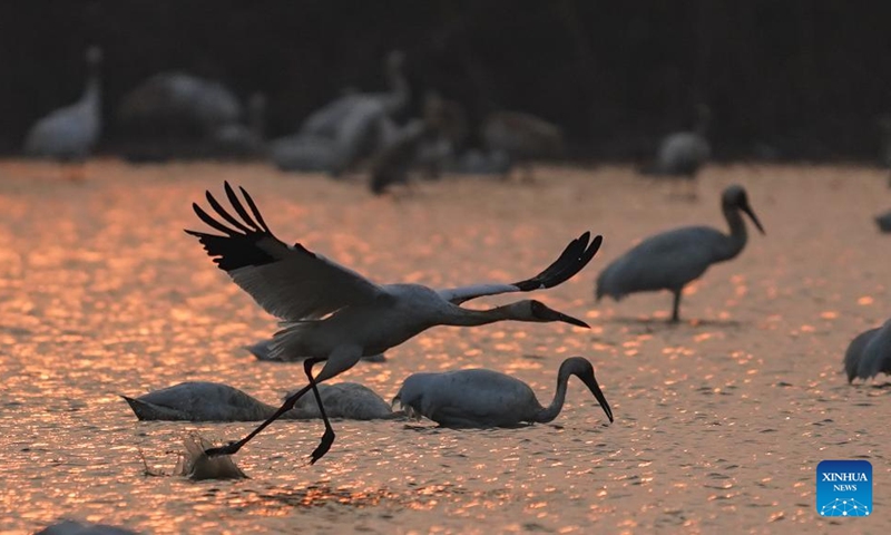 A white crane flies over the Wuxing white crane conservation area by the Poyang Lake in Nanchang, east China's Jiangxi Province, on Dec. 4, 2024. Upon the early winter, the Poyang Lake in Jiangxi hails numerous migratory birds including white cranes and swans, which take the lake as their winter habitat. Photo: Xinhua