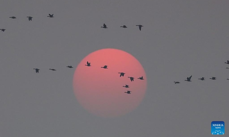 Migrant birds fly in the afterglow of the setting sun over the Wuxing white crane conservation area by the Poyang Lake in Nanchang, east China's Jiangxi Province, on Dec. 4, 2024. Upon the early winter, the Poyang Lake in Jiangxi hails numerous migratory birds including white cranes and swans, which take the lake as their winter habitat. Photo: Xinhua