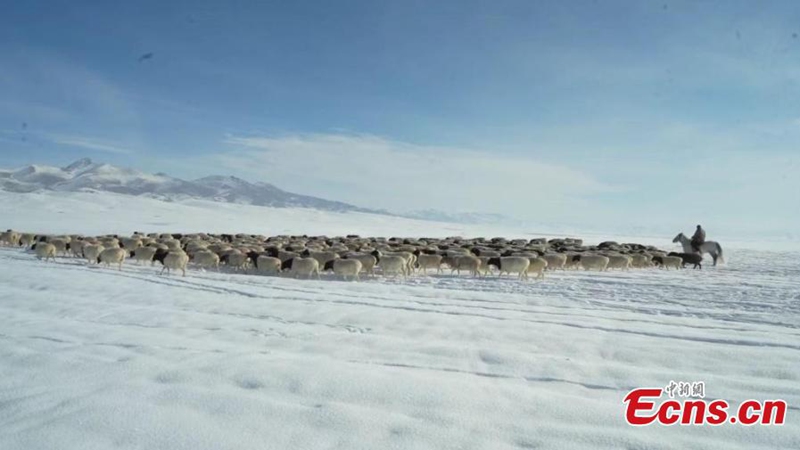 Herders drive livestock on the way to winter pastures on Bayanbulak Grassland in Hejing County, northwest China's Xinjiang Uyghur Autonomous Region. Every season, the livestock are transferred to different pastures, a tradition that also offers a magnificent spectacle to outsiders. Photo: China News Service


