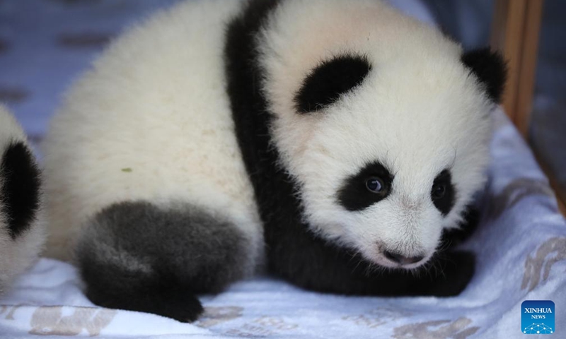 Baby panda Meng Tian is pictured at Zoo Berlin in Berlin, Germany, Dec. 6, 2024. Zoo Berlin announced the names of its baby panda twins on Friday: Meng Hao, meaning beautiful dreams, and Meng Tian, sweet dreams. Photo: Xinhua