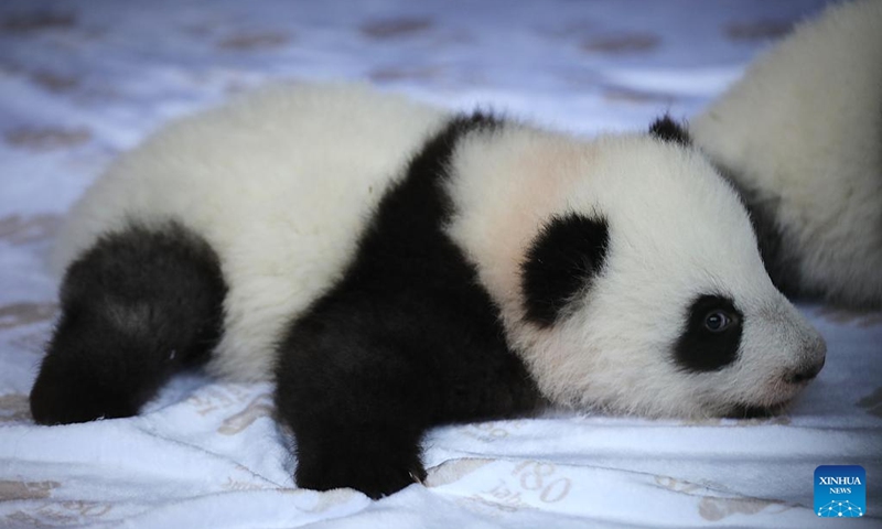 Baby panda Meng Hao is pictured at Zoo Berlin in Berlin, Germany, Dec. 6, 2024. Zoo Berlin announced the names of its baby panda twins on Friday: Meng Hao, meaning beautiful dreams, and Meng Tian, sweet dreams. Photo: Xinhua