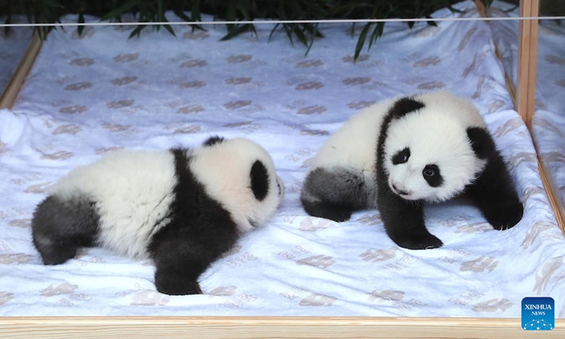 Baby panda twins Meng Hao (L) and Meng Tian are pictured at Zoo Berlin in Berlin, Germany, Dec. 6, 2024. Zoo Berlin announced the names of its baby panda twins on Friday: Meng Hao, meaning beautiful dreams, and Meng Tian, sweet dreams. Photo: Xinhua