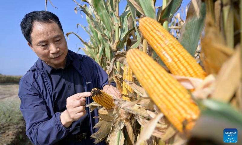 Yang Guoping checks corn planted in saline-alkali fields in northwest China's Ningxia Hui Autonomous Region, Oct. 12, 2024. In recent years, the team of Yang Guoping, a professor of North Minzu University, has been committed to the study of using microorganisms to transform saline-alkali land into arable land. Photo: Xinhua