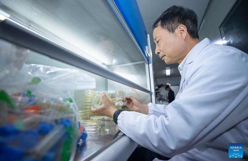 Yang Guoping studies microorganisms at a laboratory in northwest China's Ningxia Hui Autonomous Region, Dec. 6, 2024. In recent years, the team of Yang Guoping, a professor of North Minzu University, has been committed to the study of using microorganisms to transform saline-alkali land into arable land. Photo: Xinhua