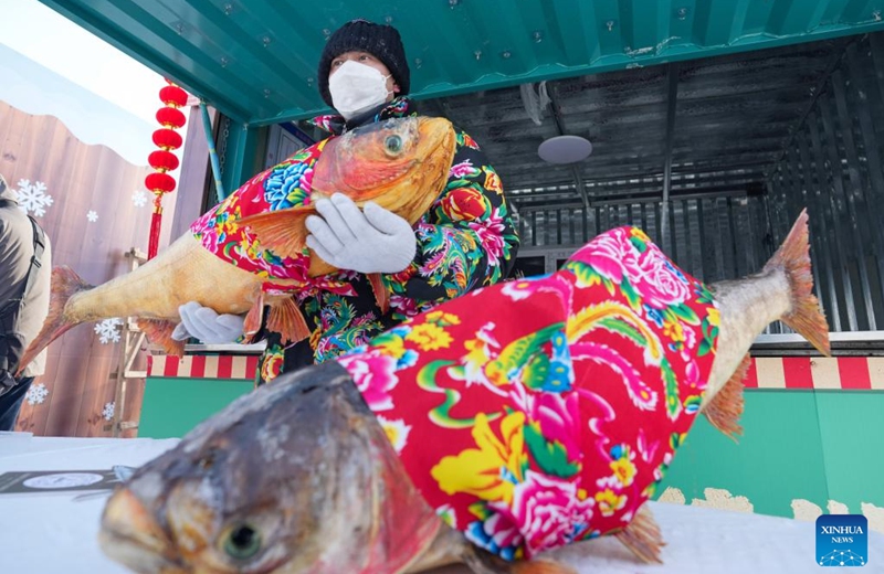 A staff member shows frozen fish during an ice collecting festival in Harbin, northeast China's Heilongjiang Province, Dec. 7, 2024. Marking the beginning of Harbin's ice collecting season, the fifth ice collecting festival kicked off here by the Songhua River on Saturday, attracting lots of people with ice collecting ceremony and performances. Photo: Xinhua