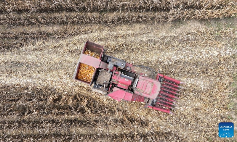 In this aerial drone photo, a harvester harvests corn planted in a saline-alkali field in northwest China's Ningxia Hui Autonomous Region, Oct. 12, 2024. In recent years, the team of Yang Guoping, a professor of North Minzu University, has been committed to the study of using microorganisms to transform saline-alkali land into arable land. Photo: Xinhua