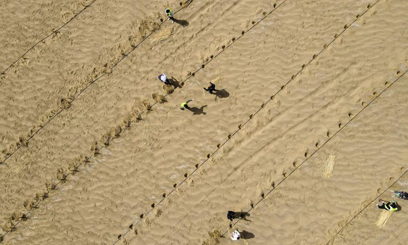 An aerial drone photo shows people planting seedlings on the Taklimakan Desert in northwest China's Xinjiang Uygur Autonomous Region, March 28, 2021. Photo: Xinhua