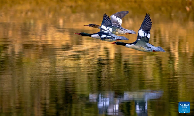 Chinese Mergansers fly over Dazhang River in Yongtai, southeast China's Fujian Province, Dec. 6, 2024. The Chinese merganser, nicknamed living fossils with wings, is sporadically distributed in China and under first-grade state protection. It is also listed as endangered on the International Union for Conservation of Nature's Red List of Threatened Species. Photo: Xinhua