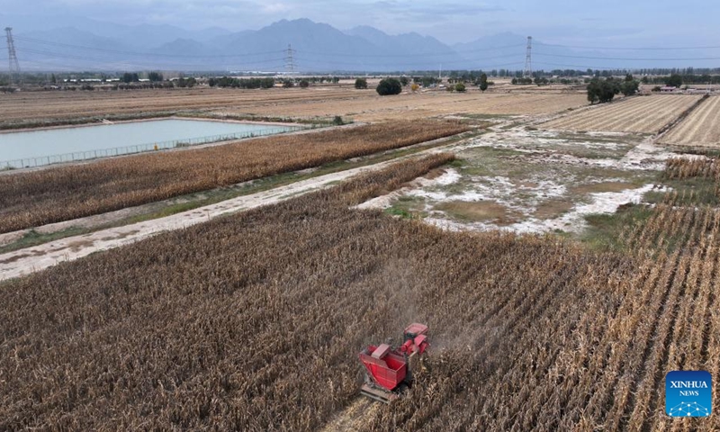 In this aerial drone photo, a harvester harvests corn planted in a saline-alkali field in northwest China's Ningxia Hui Autonomous Region, Oct. 12, 2024. In recent years, the team of Yang Guoping, a professor of North Minzu University, has been committed to the study of using microorganisms to transform saline-alkali land into arable land. Photo: Xinhua