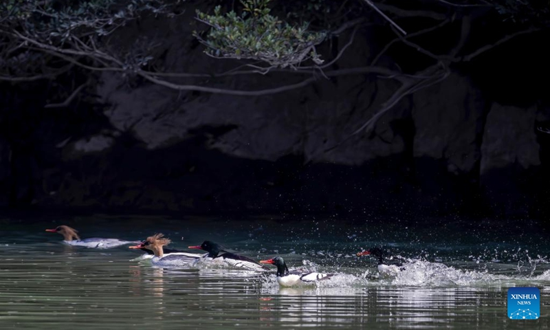 Chinese Mergansers forage on Dazhang River in Yongtai, southeast China's Fujian Province, Dec. 6, 2024. The Chinese merganser, nicknamed living fossils with wings, is sporadically distributed in China and under first-grade state protection. It is also listed as endangered on the International Union for Conservation of Nature's Red List of Threatened Species. Photo: Xinhua