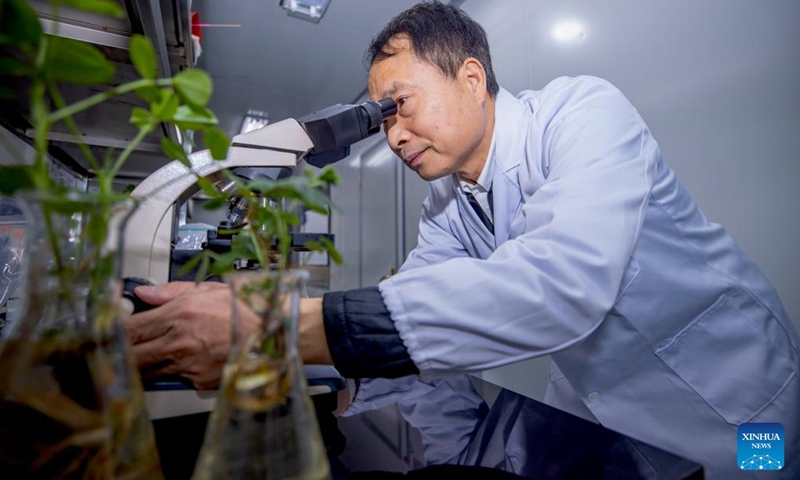 Yang Guoping studies microorganisms at a laboratory in northwest China's Ningxia Hui Autonomous Region, Dec. 6, 2024. In recent years, the team of Yang Guoping, a professor of North Minzu University, has been committed to the study of using microorganisms to transform saline-alkali land into arable land. Photo: Xinhua