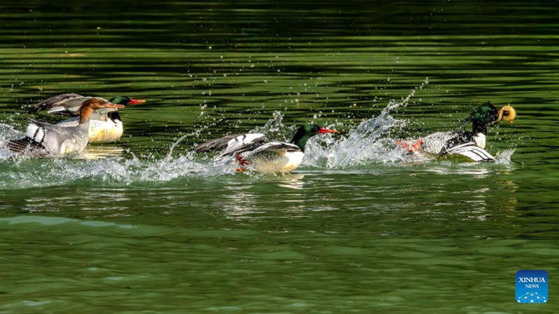 Chinese Mergansers fight while foraging on Dazhang River in Yongtai, southeast China's Fujian Province, Dec. 6, 2024. The Chinese merganser, nicknamed living fossils with wings, is sporadically distributed in China and under first-grade state protection. It is also listed as endangered on the International Union for Conservation of Nature's Red List of Threatened Species. Photo: Xinhua