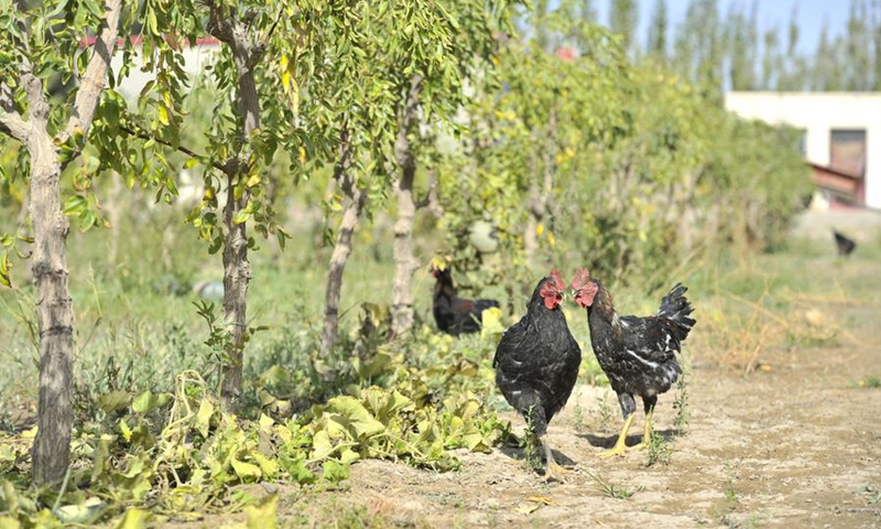 This photo shows a view of a fruit planting demonstration base in Qiemo County, northwest China's Xinjiang Uygur Autonomous Region, Sept. 19, 2017. Photo: Xinhua