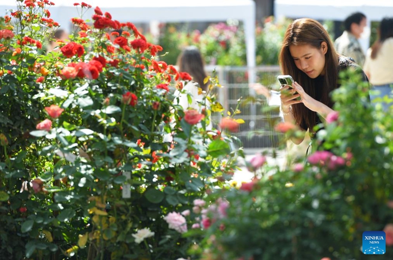 A woman takes photos of roses at a rose exhibition at Paragon shopping mall in Bangkok, Thailand, Dec. 7, 2024. Photo: Xinhua