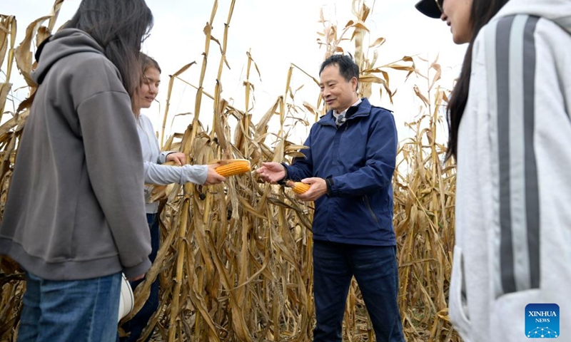 Yang Guoping (2nd R) and his students check corn planted in saline-alkali fields in northwest China's Ningxia Hui Autonomous Region, Oct. 12, 2024. In recent years, the team of Yang Guoping, a professor of North Minzu University, has been committed to the study of using microorganisms to transform saline-alkali land into arable land. Photo: Xinhua