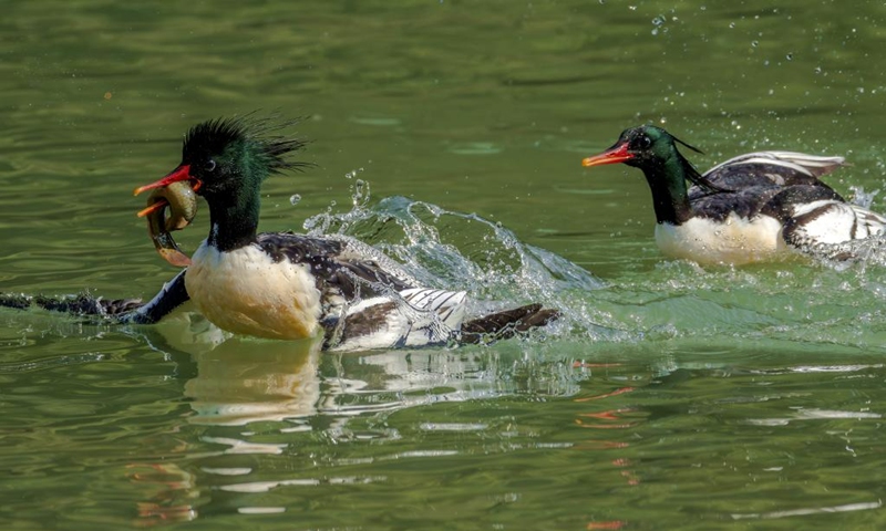 Chinese Mergansers forage on Dazhang River in Yongtai, southeast China's Fujian Province, Dec. 6, 2024. The Chinese merganser, nicknamed living fossils with wings, is sporadically distributed in China and under first-grade state protection. It is also listed as endangered on the International Union for Conservation of Nature's Red List of Threatened Species. Photo: Xinhua